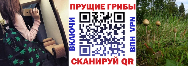 Купить  Дальнегорск  Псилоцибиновые грибы Psilocybine cubensis 